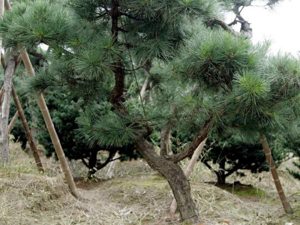 造型黑松樹哪里便宜？哪家的質(zhì)量好？