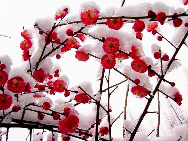紅梅樹(shù)紅梅花 紅梅樹(shù)紅梅花