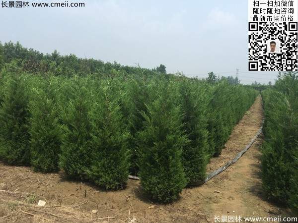 常綠松柏植物塔柏圖片 常綠松柏植物塔柏圖片