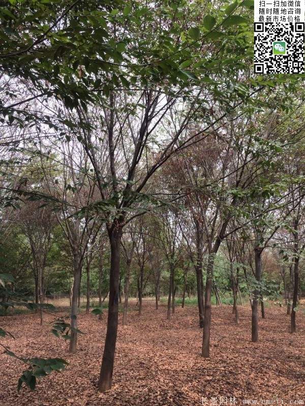 沭陽(yáng)大櫸樹 沭陽(yáng)大櫸樹