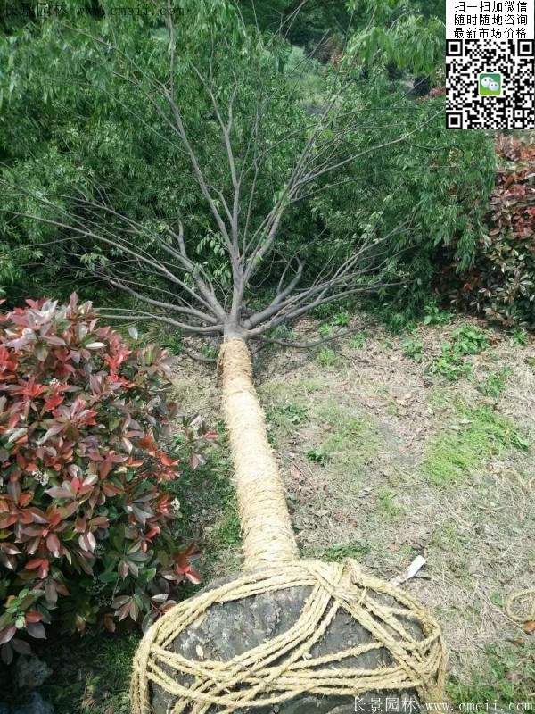 沭陽(yáng)大櫸樹 沭陽(yáng)大櫸樹