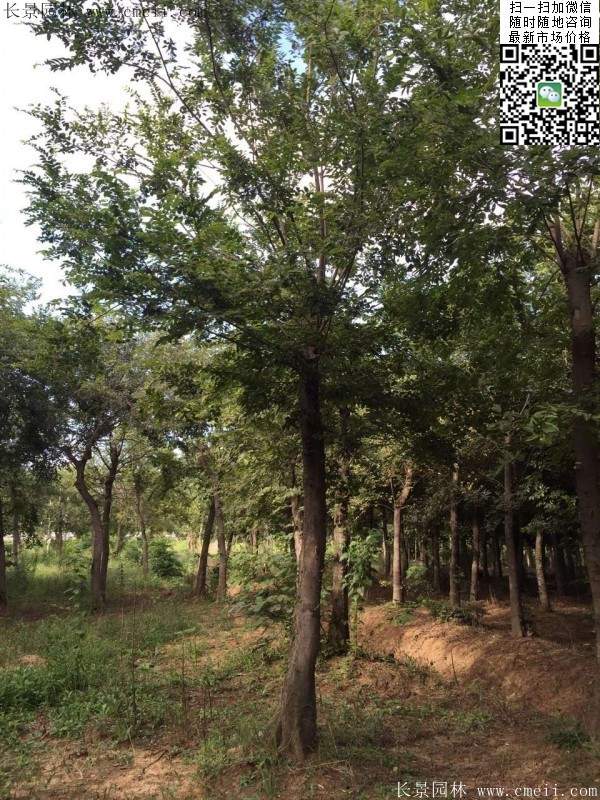 沭陽(yáng)大櫸樹 沭陽(yáng)大櫸樹