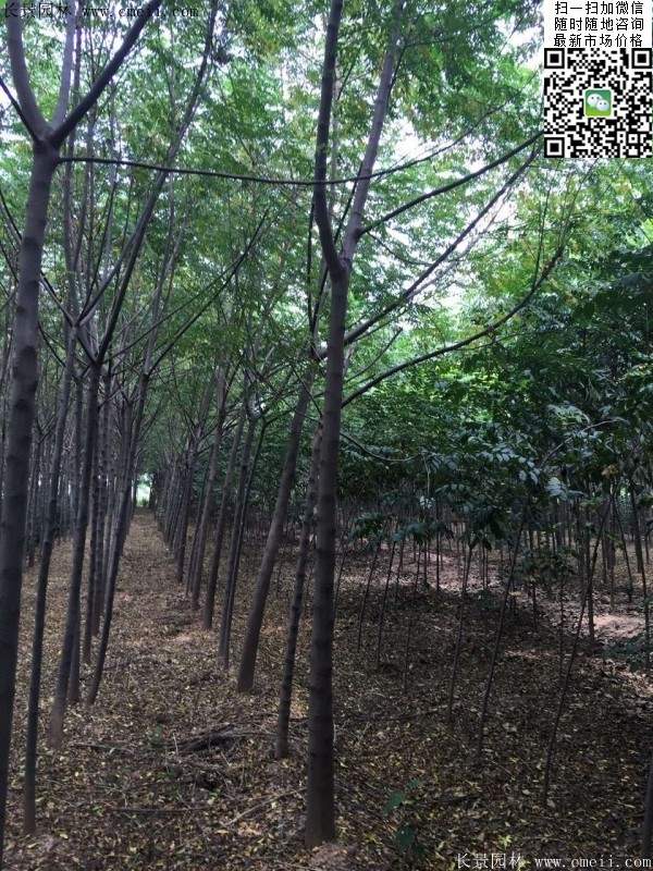 苦楝苗，苦楝樹