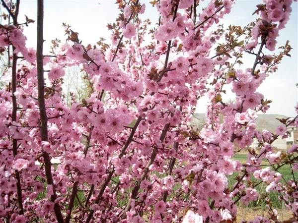 美人梅價(jià)值 美人梅價(jià)值