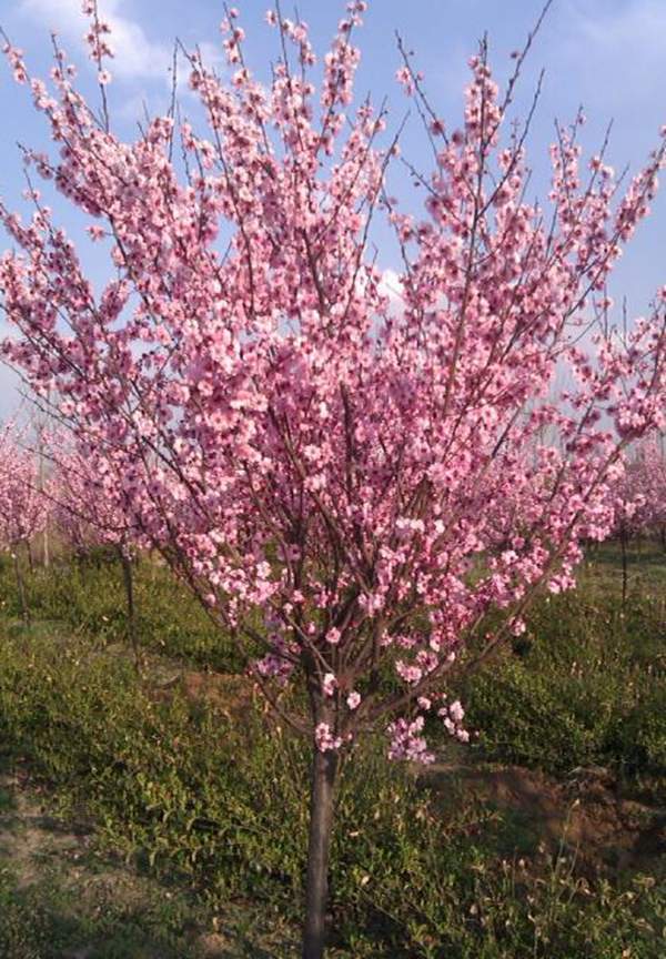 美人梅價(jià)值 美人梅價(jià)值