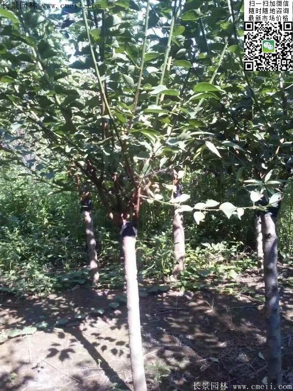 美人梅價(jià)值 美人梅價(jià)值