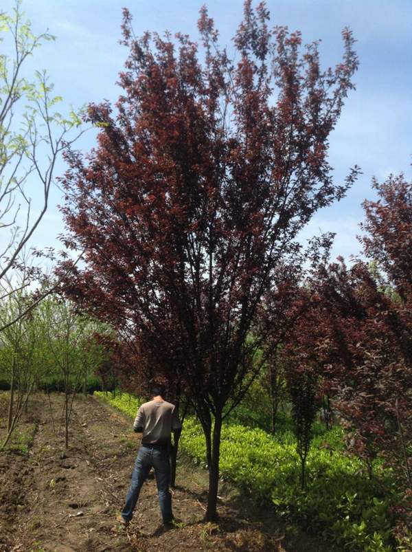 沭陽紫葉李 沭陽紫葉李