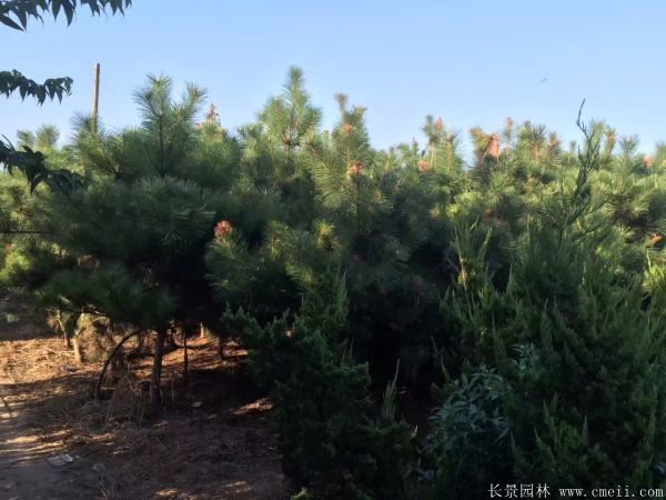 沭陽黑松的規格 沭陽黑松的規格