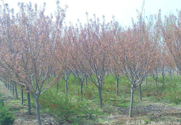 櫻花樹圖片基地實(shí)拍 櫻花樹圖片基地實(shí)拍