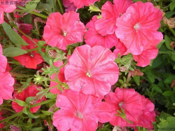 牽?；ǚN子發(fā)芽出苗開花圖片