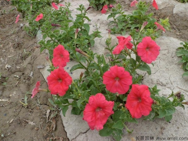 牽?；ǚN子發(fā)芽出苗開花圖片