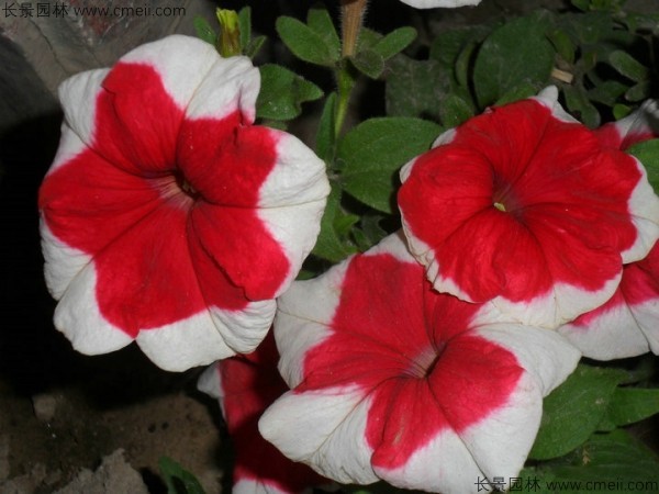 牽?；ǚN子發(fā)芽出苗開花圖片