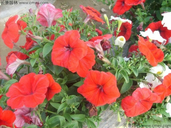 牽?；ǚN子發(fā)芽出苗開花圖片