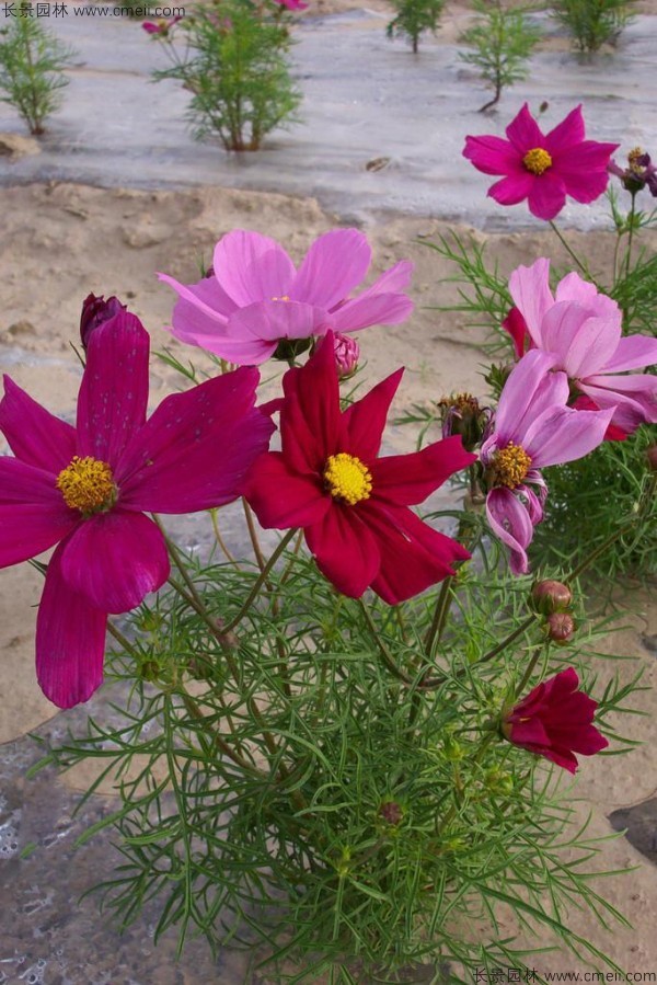 格?；ǚN子發(fā)芽出苗開花圖片