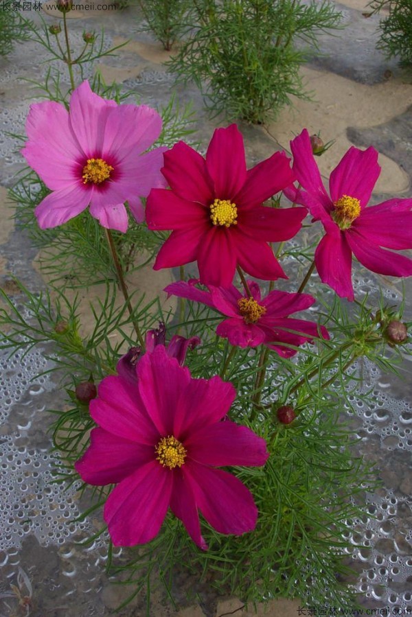 格?；ǚN子發(fā)芽出苗開花圖片