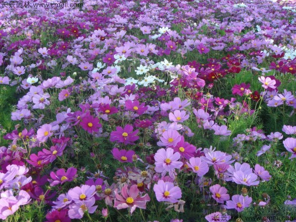 格?；ǚN子發(fā)芽出苗開花圖片
