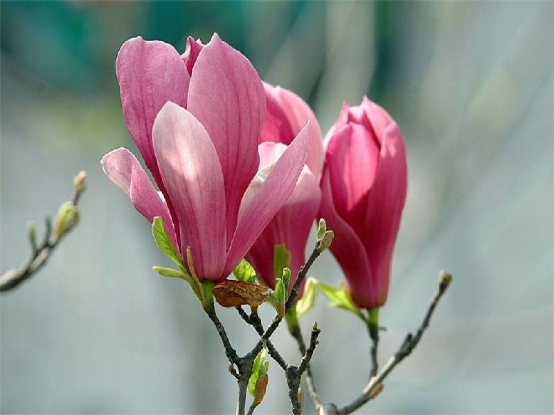 紫玉蘭花期是什么時候？