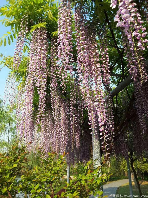 花穗最長的紫藤-三尺藤 花穗最長的紫藤-三尺藤