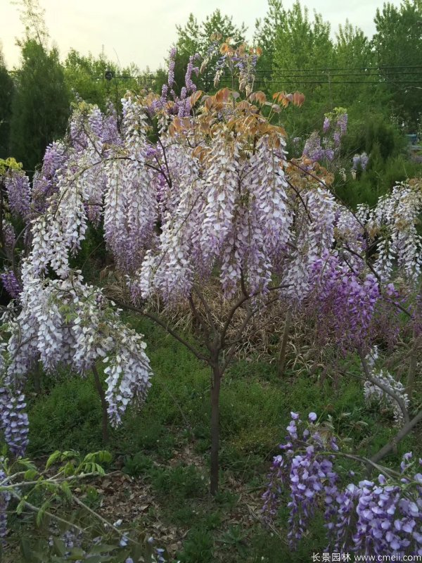 紫藤圖片種類 紫藤圖片種類