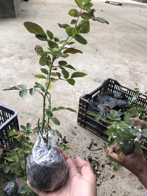 歐月小苗歐洲月季花苗 歐月小苗歐洲月季花苗