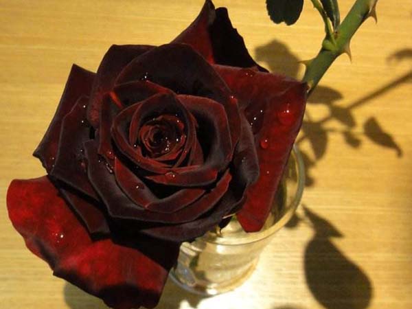 黑色月季花黑顏色月季 黑色月季花黑顏色月季