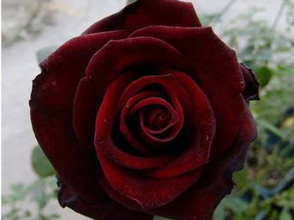 黑色月季花黑顏色月季 黑色月季花黑顏色月季