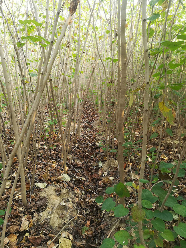 巨紫荊價格 巨紫荊價格
