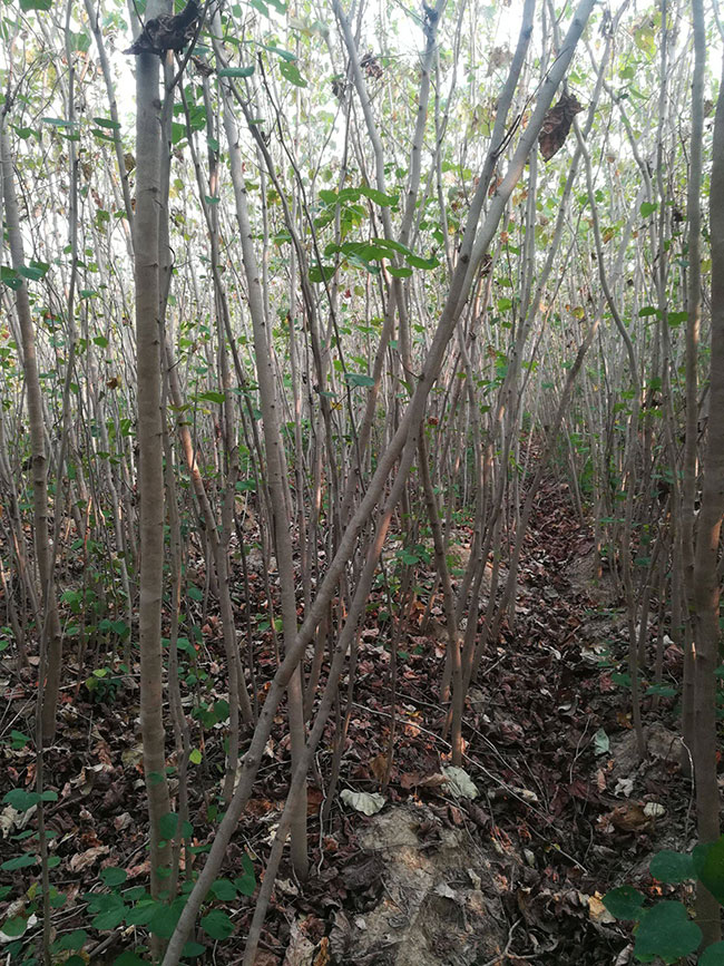 巨紫荊價格 巨紫荊價格
