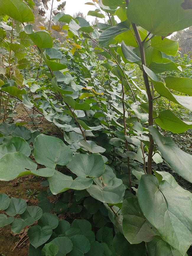 巨紫荊價格 巨紫荊價格