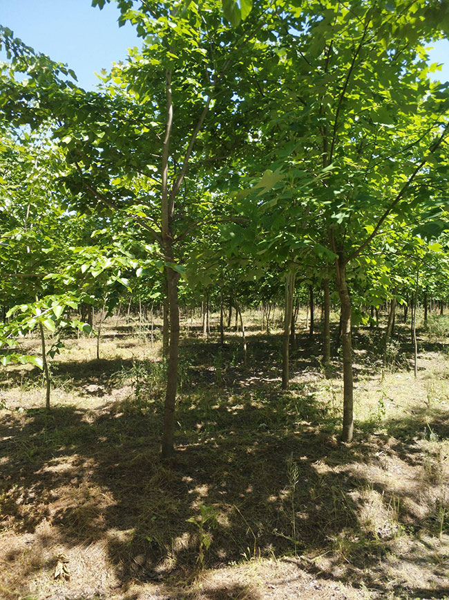 巨紫荊價格 巨紫荊價格