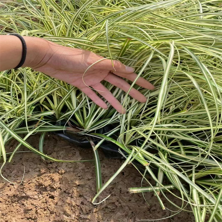 金葉苔草 來(lái)自長(zhǎng)景園林 金葉苔草 來(lái)自長(zhǎng)景園林