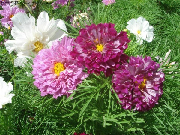 1712277759237146.jpg 1-1F506195405321.jpg