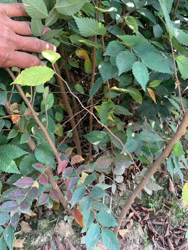 櫸樹是景區(qū)綠化中最常用園林植物,觀賞價值極高,經常作為行道樹或者觀賞樹,也可以群植栽種成風景。紅櫸樹抗污染能力十分強悍,不僅樹姿優(yōu)美,高大雄偉,還可以吸收有害氣體,抗風能力強,不易伏倒。那么,紅櫸樹未來十年前景如何?紅櫸樹種植多久成才?下面我們一起來看看吧! 一、紅櫸樹未來十年前景如何? 1、觀賞 紅櫸樹生長快,樹干通直,樹姿優(yōu)美,枝葉繁茂,春季開花,秋季葉子會變成紅色,觀賞性極高。 2、綠化 紅櫸樹環(huán)境適應能力強,栽植應用廣泛,不僅可以綠化種植,還有不錯的抗污染、抗風能力,可吸收有害氣體,改善空氣質量,植株根深性,可以防風固土,經常用作護林帶樹種和水土保持樹種。 3、經濟 紅櫸樹木材堅硬、有彈性、并且不會縮水,木材紋理清晰有光澤,可以用來制作很多家具和其他器具,經濟價值很高。 4、前景 櫸樹的適應能力強,栽植地區(qū)廣泛,發(fā)揮的綠化和生態(tài)價值比較明顯,經常用作生態(tài)綠化樹種栽植在各大場所,產量和需求量都非常大,種植前景不錯。 二、紅櫸樹種植多久成才? 紅櫸樹分布地區(qū)廣,目前主要分布在廣東、廣西、貴州、云南、安徽、湖北、湖南等地,南方地區(qū)栽植廣泛。紅櫸樹幼苗生長稍慢,種植6—7年后開始轉快,樹體七八十年不衰退,百年大樹仍能正常結實。 三、2020紅櫸市場價格行情 南京市浦口區(qū)來云園藝場米徑15公分紅櫸1600元一棵; 江蘇 鎮(zhèn)江句容地之緣苗木基地米徑7公分紅櫸80元一棵; 宿遷宏洲園林綠化工程有限公司地徑2公分紅櫸10元一棵; 江蘇南京南京寶泉苗木苗圃場米徑4公分紅櫸28元一棵; 江蘇宿遷三葉園林植物有限公司米徑12公分紅櫸600元一棵。 以上就是關于紅櫸樹未來十年前景如何和紅櫸樹種植多久成才的相關介紹,不同地區(qū)不同規(guī)格的紅櫸樹價格不一樣,具體要以當地行情為準。以上是中國花木網提供的紅櫸樹基地最新報價信息,關注花木網可獲得各產地商城實時報價,及時掌握苗木行情,做活苗木生意。 櫸樹是景區(qū)綠化中最常用園林植物,觀賞價值極高,經常作為行道樹或者觀賞樹,也可以群植栽種成風景。紅櫸樹抗污染能力十分強悍,不僅樹姿優(yōu)美,高大雄偉,還可以吸收有害氣體,抗風能力強,不易伏倒。那么,紅櫸樹未來十年前景如何?紅櫸樹種植多久成才?下面我們一起來看看吧! 一、紅櫸樹未來十年前景如何? 1、觀賞 紅櫸樹生長快,樹干通直,樹姿優(yōu)美,枝葉繁茂,春季開花,秋季葉子會變成紅色,觀賞性極高。 2、綠化 紅櫸樹環(huán)境適應能力強,栽植應用廣泛,不僅可以綠化種植,還有不錯的抗污染、抗風能力,可吸收有害氣體,改善空氣質量,植株根深性,可以防風固土,經常用作護林帶樹種和水土保持樹種。 3、經濟 紅櫸樹木材堅硬、有彈性、并且不會縮水,木材紋理清晰有光澤,可以用來制作很多家具和其他器具,經濟價值很高。 4、前景 櫸樹的適應能力強,栽植地區(qū)廣泛,發(fā)揮的綠化和生態(tài)價值比較明顯,經常用作生態(tài)綠化樹種栽植在各大場所,產量和需求量都非常大,種植前景不錯。 二、紅櫸樹種植多久成才? 紅櫸樹分布地區(qū)廣,目前主要分布在廣東、廣西、貴州、云南、安徽、湖北、湖南等地,南方地區(qū)栽植廣泛。紅櫸樹幼苗生長稍慢,種植6—7年后開始轉快,樹體七八十年不衰退,百年大樹仍能正常結實。 三、2020紅櫸市場價格行情 南京市浦口區(qū)來云園藝場米徑15公分紅櫸1600元一棵; 江蘇 鎮(zhèn)江句容地之緣苗木基地米徑7公分紅櫸80元一棵; 宿遷宏洲園林綠化工程有限公司地徑2公分紅櫸10元一棵; 江蘇南京南京寶泉苗木苗圃場米徑4公分紅櫸28元一棵; 江蘇宿遷三葉園林植物有限公司米徑12公分紅櫸600元一棵。 以上就是關于紅櫸樹未來十年前景如何和紅櫸樹種植多久成才的相關介紹,不同地區(qū)不同規(guī)格的紅櫸樹價格不一樣,具體要以當地行情為準。以上是中國花木網提供的紅櫸樹基地最新報價信息,關注花木網可獲得各產地商城實時報價,及時掌握苗木行情,做活苗木生意。
