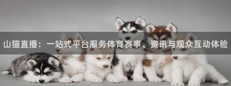 51视频直播nba免费观看：山猫直播：一站式平台服务体育赛事、资讯与观众互动体验